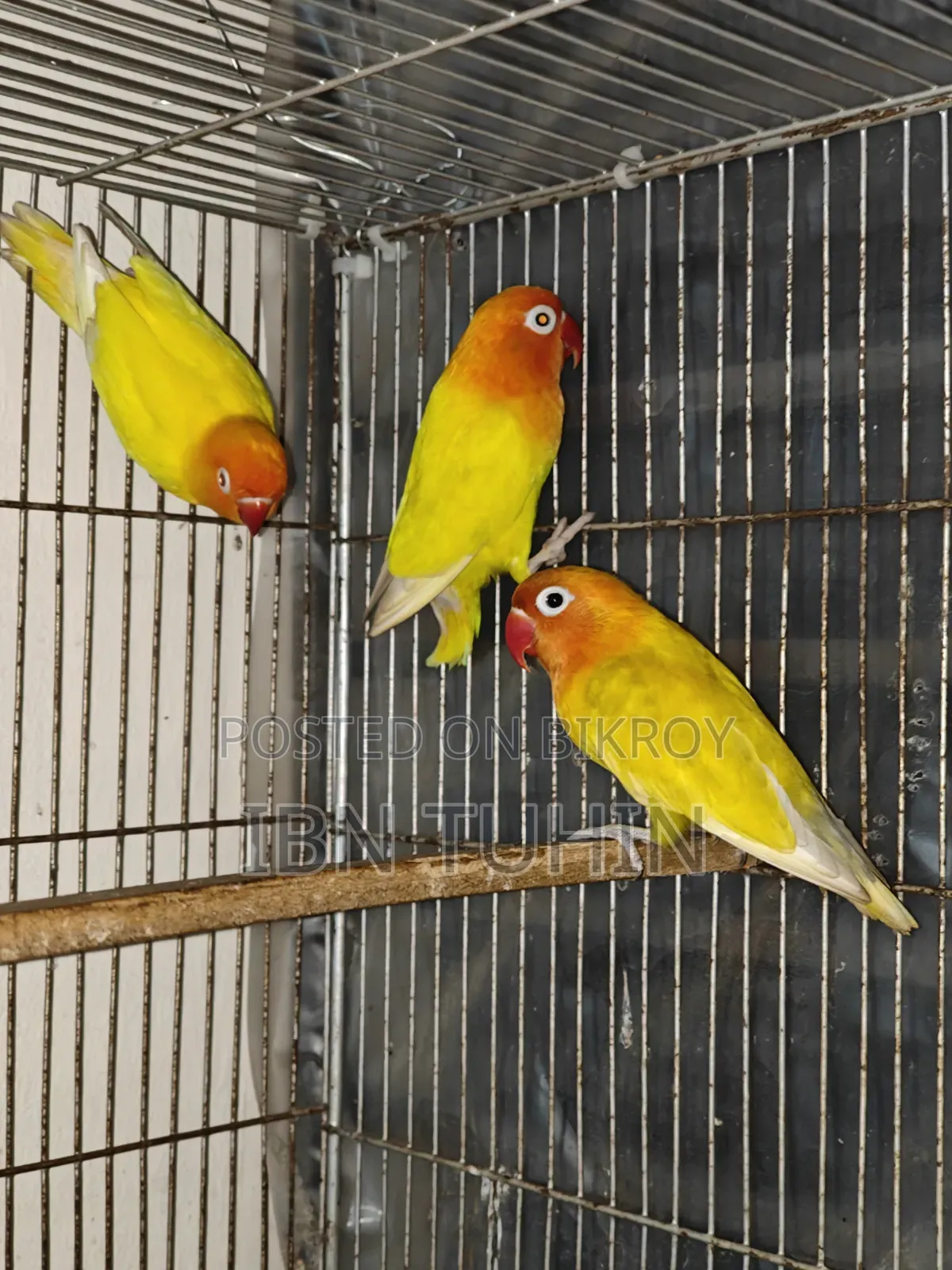 A pair of running Lovebirds and one Red-eye baby Lovebird