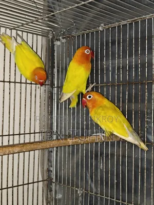 A pair of running Lovebirds and one Red-eye baby Lovebird
