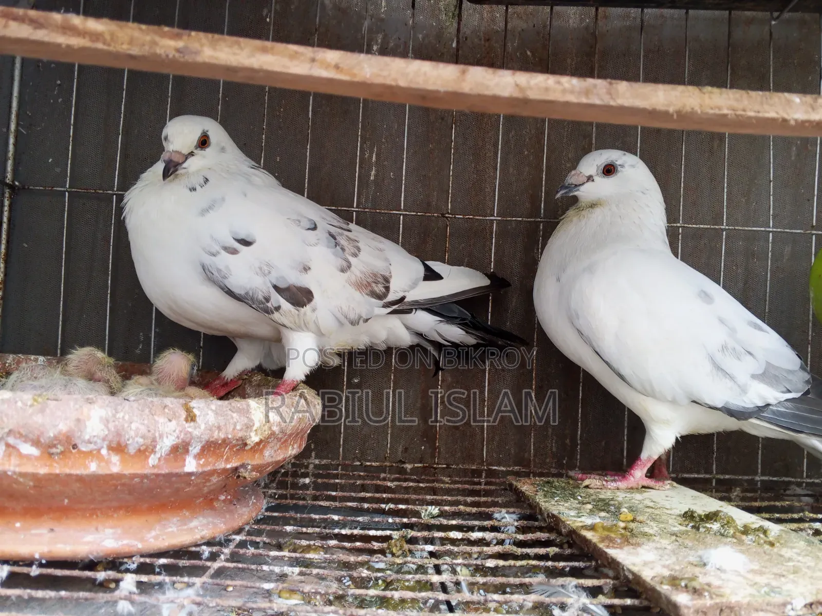 A pair of running Grizzle pigeons with two chicks for sale