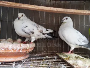 A pair of running Grizzle pigeons with two chicks for sale