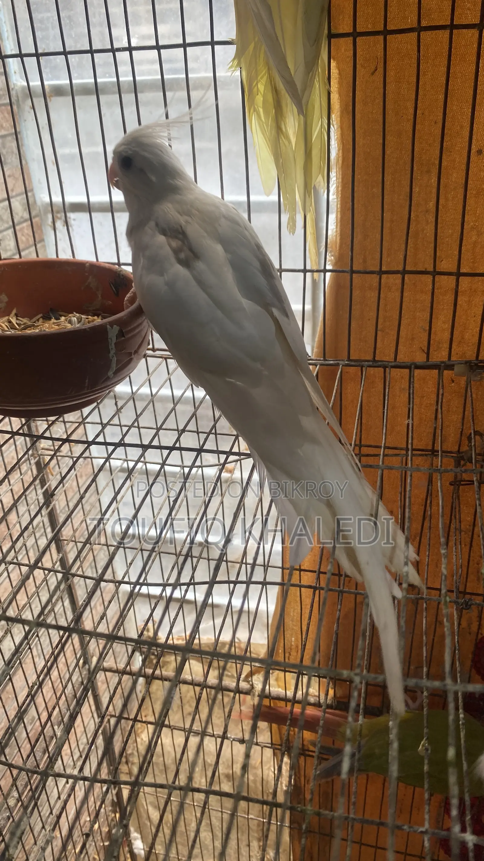 Hand-fed Cockatiel
