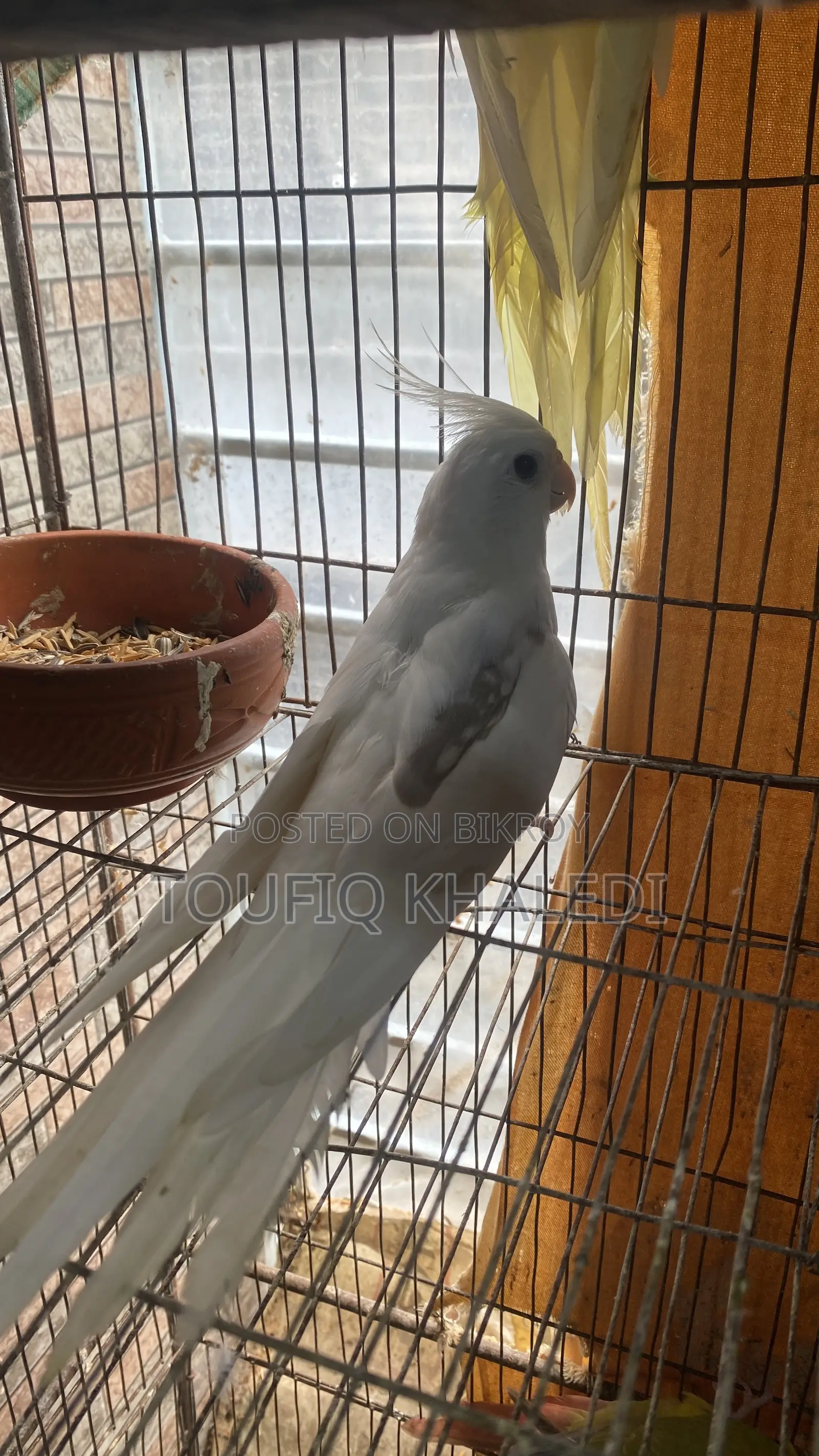 Hand-fed Cockatiel