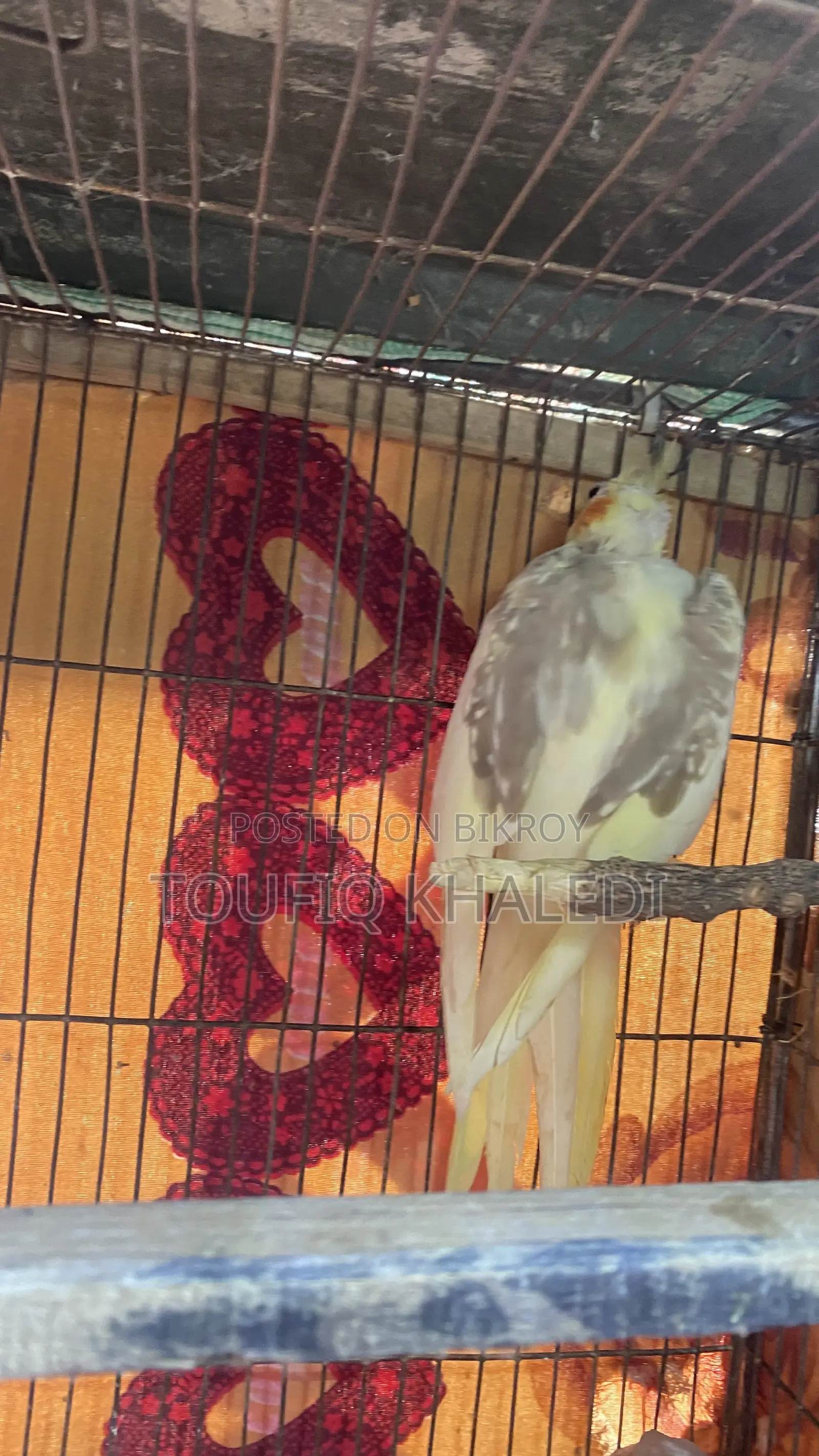 Hand-fed Cockatiel