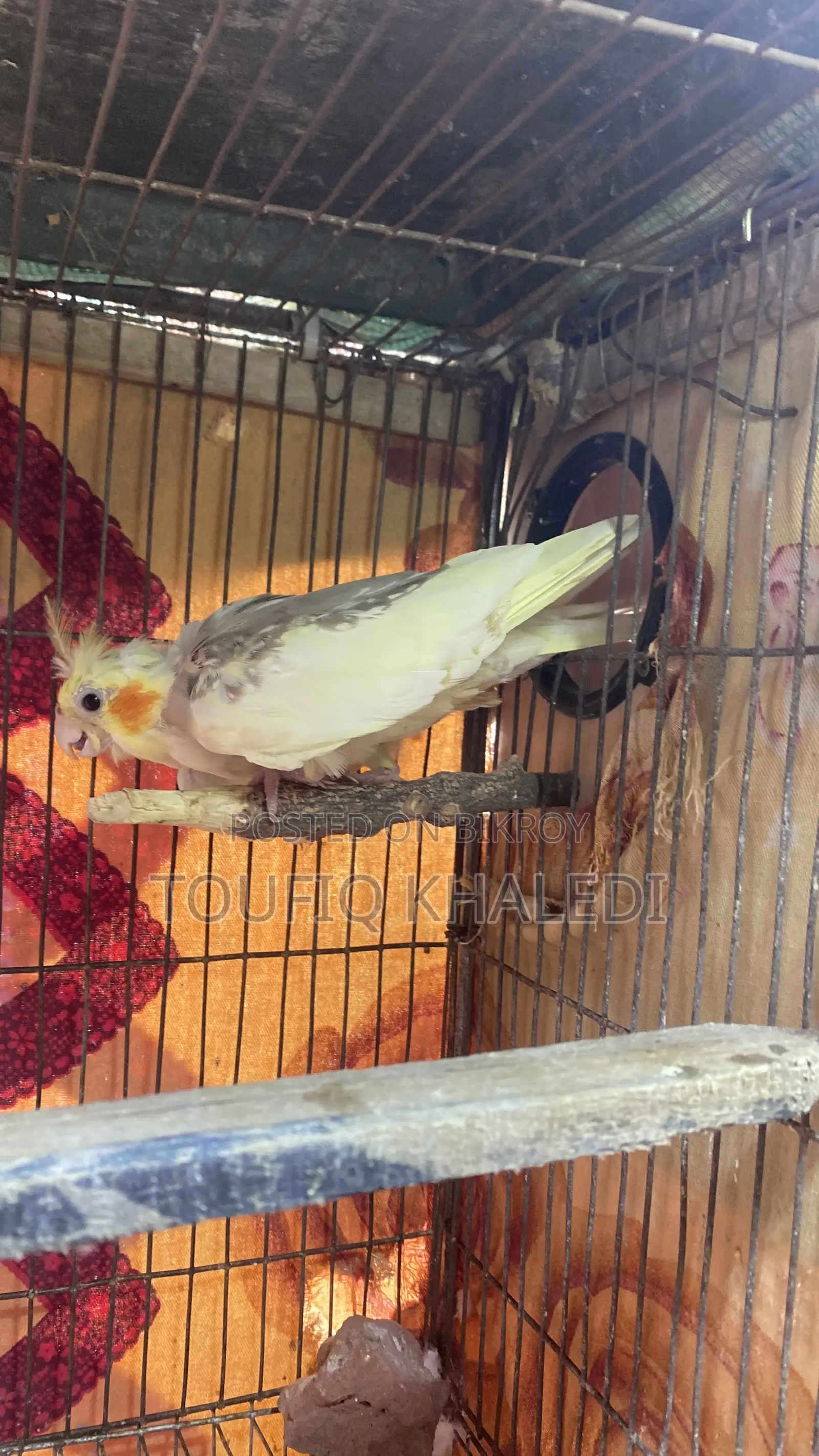 Hand-fed Cockatiel