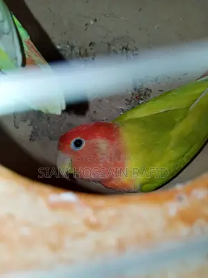 Lovebird Pair for Sale