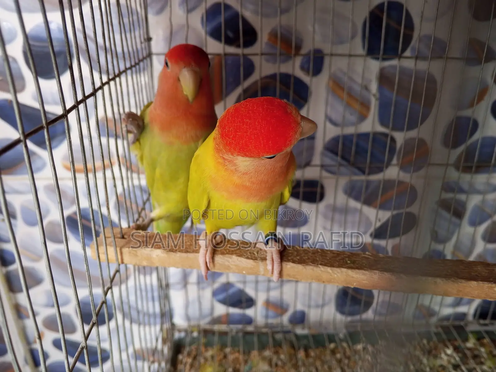 Lovebird Pair for Sale