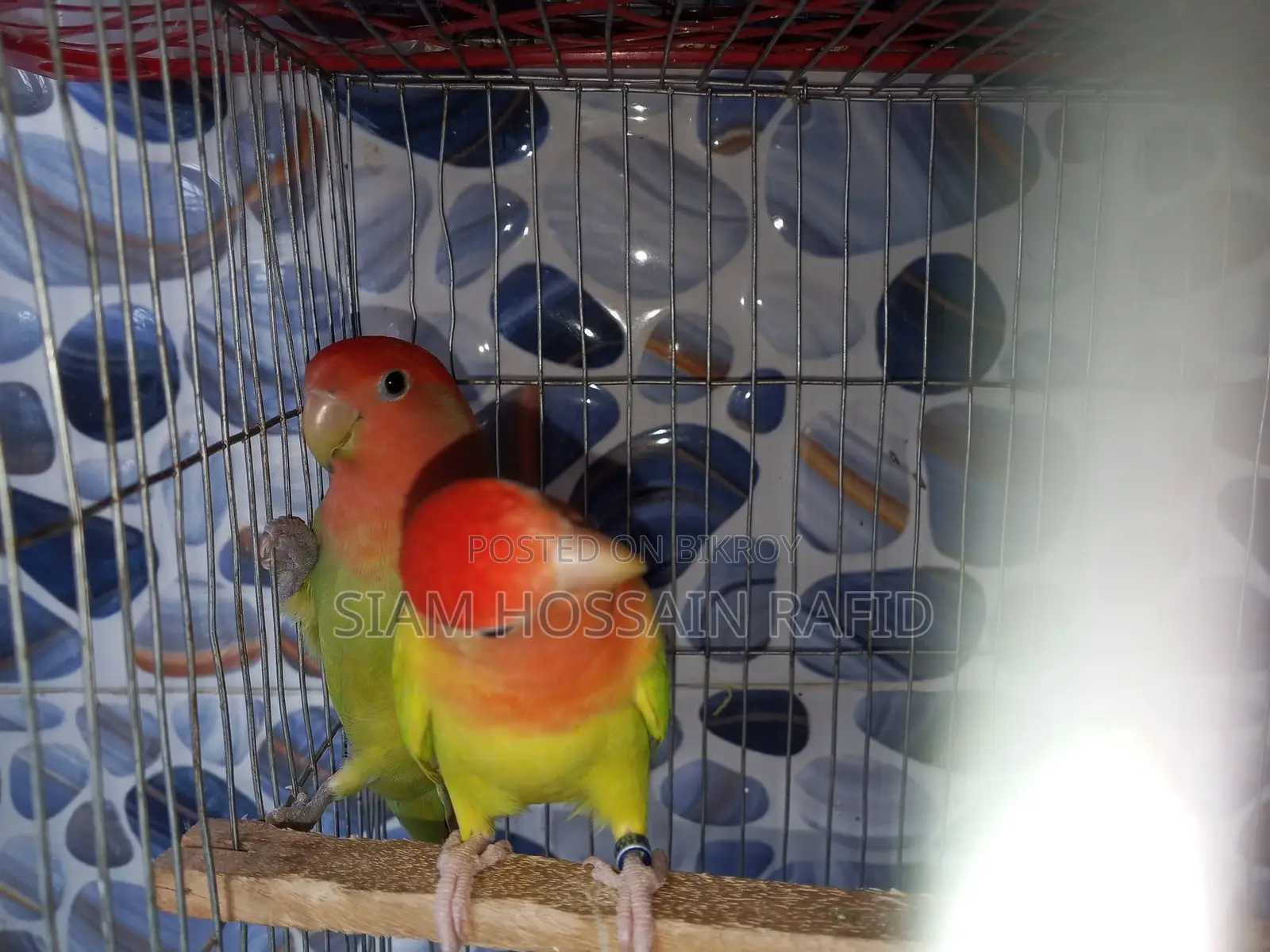 Lovebird Pair for Sale