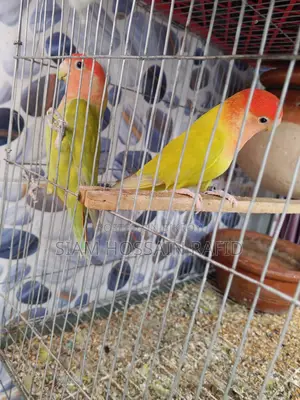 Lovebird Pair for Sale