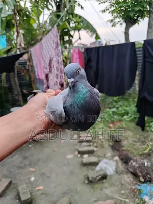 বেশি হাই ফ্লায়ার কবুতর পুরনো জাতের