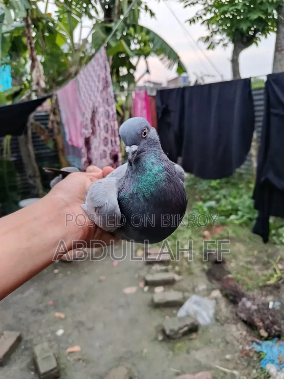বেশি হাই ফ্লায়ার কবুতর পুরনো জাতের