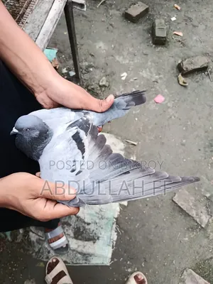 বেশি হাই ফ্লায়ার কবুতর পুরনো জাতের