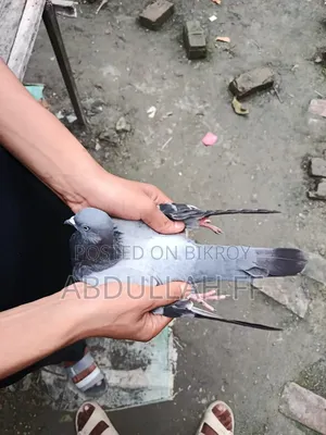 বেশি হাই ফ্লায়ার কবুতর পুরনো জাতের