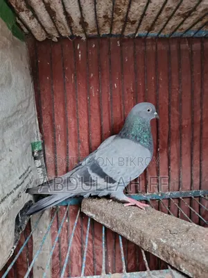বেশি হাই ফ্লায়ার কবুতর পুরনো জাতের