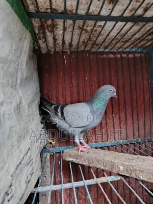 বেশি হাই ফ্লায়ার কবুতর পুরনো জাতের