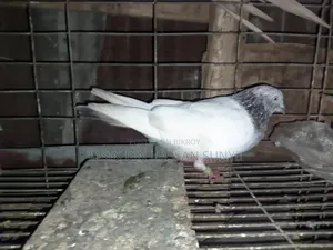 খুব ভালো মানের নর হাই ফ্লাই গিরিবাজ কবুতর