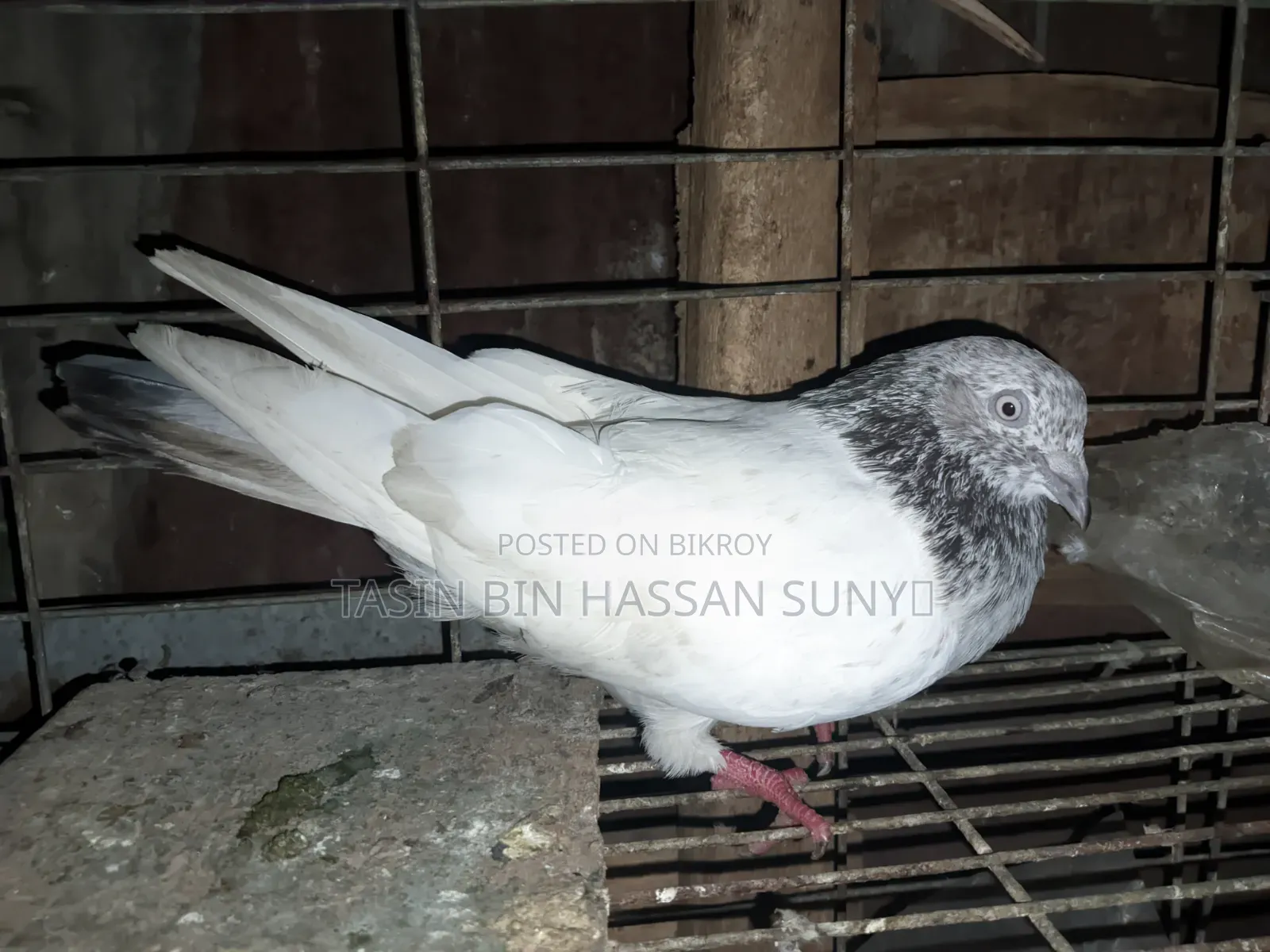 খুব ভালো মানের নর হাই ফ্লাই গিরিবাজ কবুতর