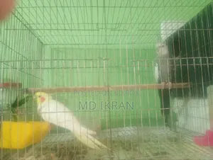 Running Cockatiel Pair