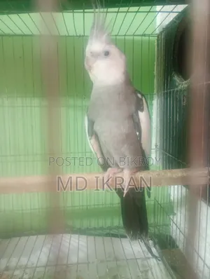Running Cockatiel Pair