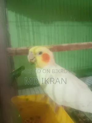Running Cockatiel Pair
