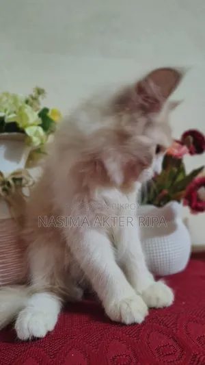 1-3 Months Male Purebred Persian