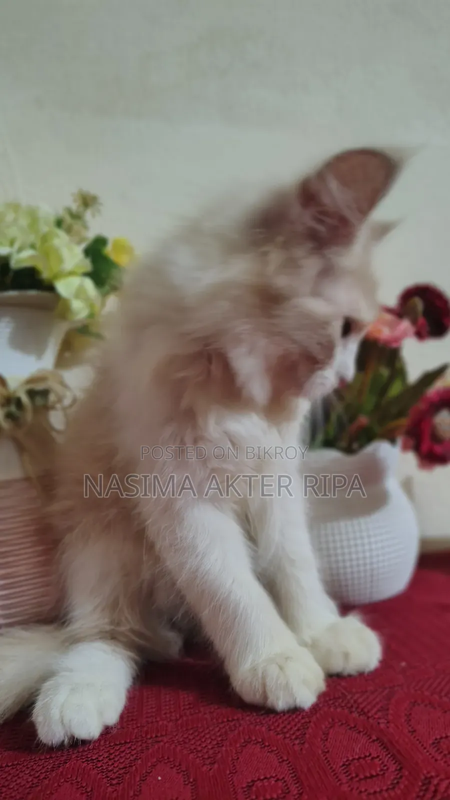 1-3 Months Male Purebred Persian