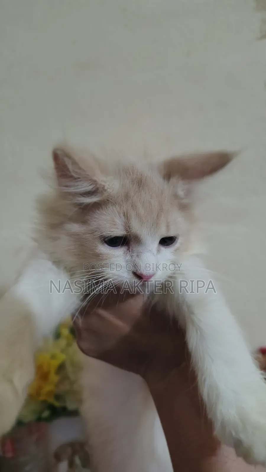 1-3 Months Male Purebred Persian