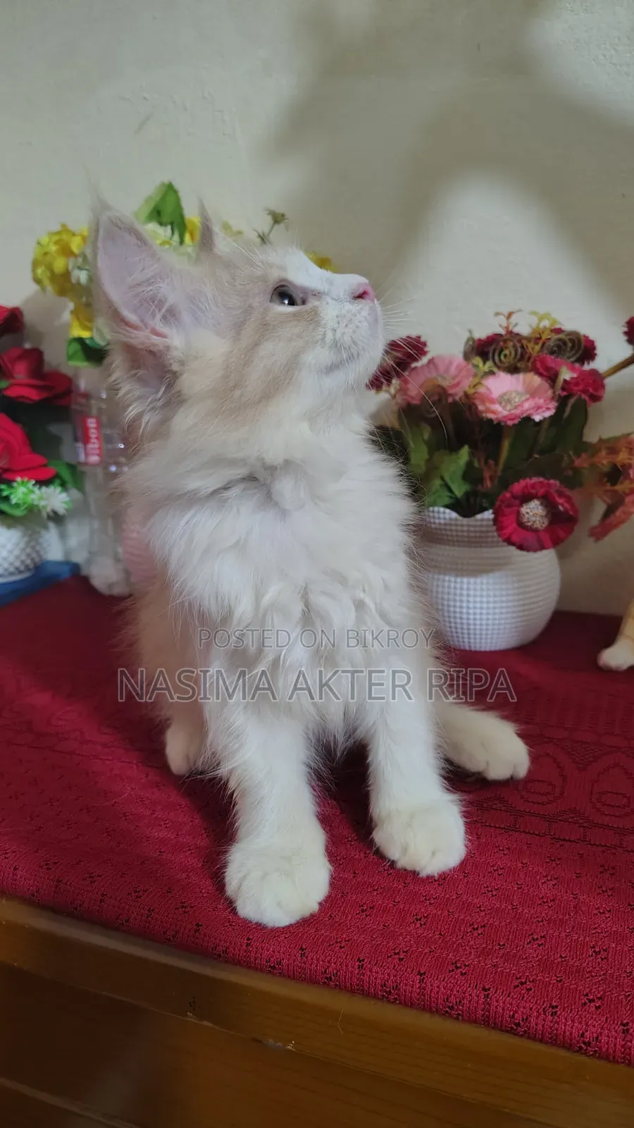 1-3 Months Male Purebred Persian