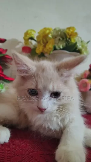 1-3 Months Male Purebred Persian