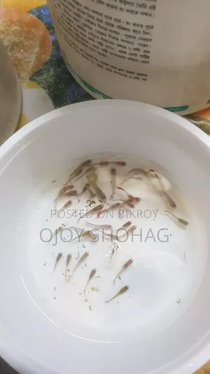 গাপ্পি ফিশ / গাপ্পি মাছের বাচ্চা ২৬