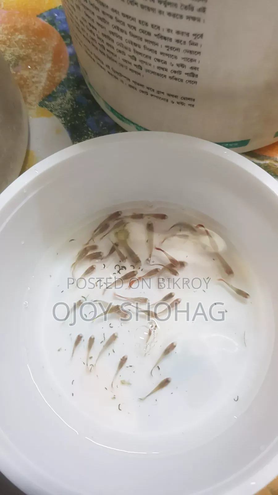 গাপ্পি ফিশ / গাপ্পি মাছের বাচ্চা ২৬