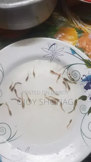 গাপ্পি ফিশ / গাপ্পি মাছের বাচ্চা ২৬