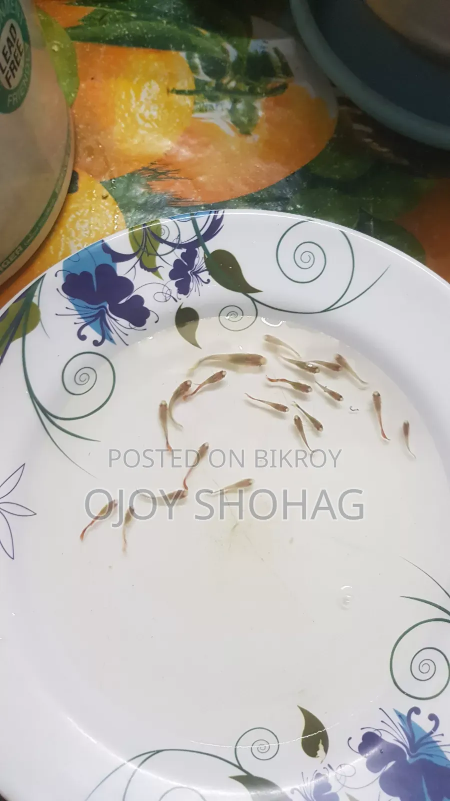 গাপ্পি ফিশ / গাপ্পি মাছের বাচ্চা ২৬