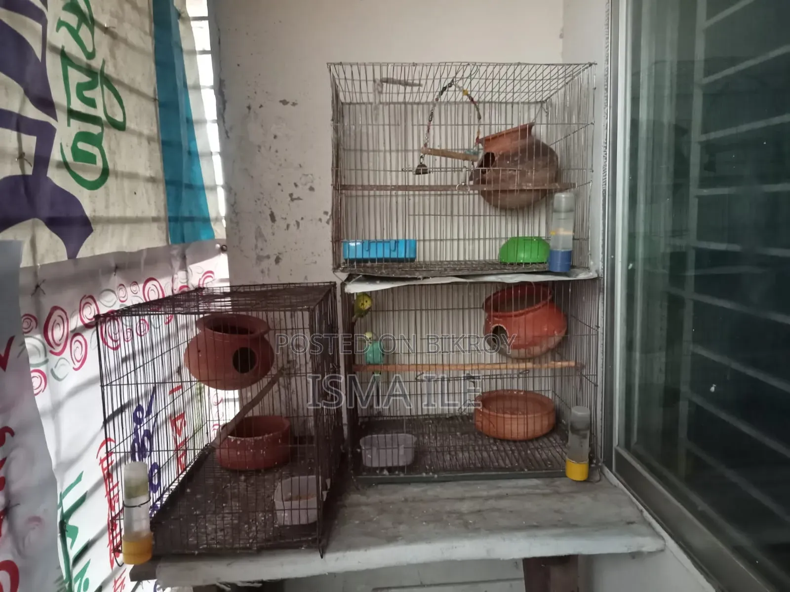 Some budgerigar birds will be sold with cages.
