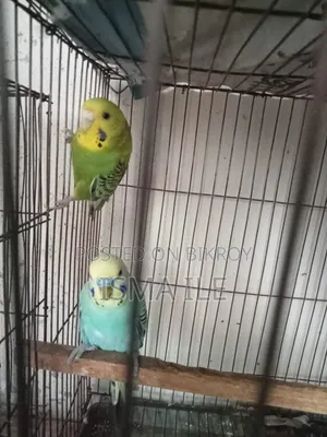 Some budgerigar birds will be sold with cages.
