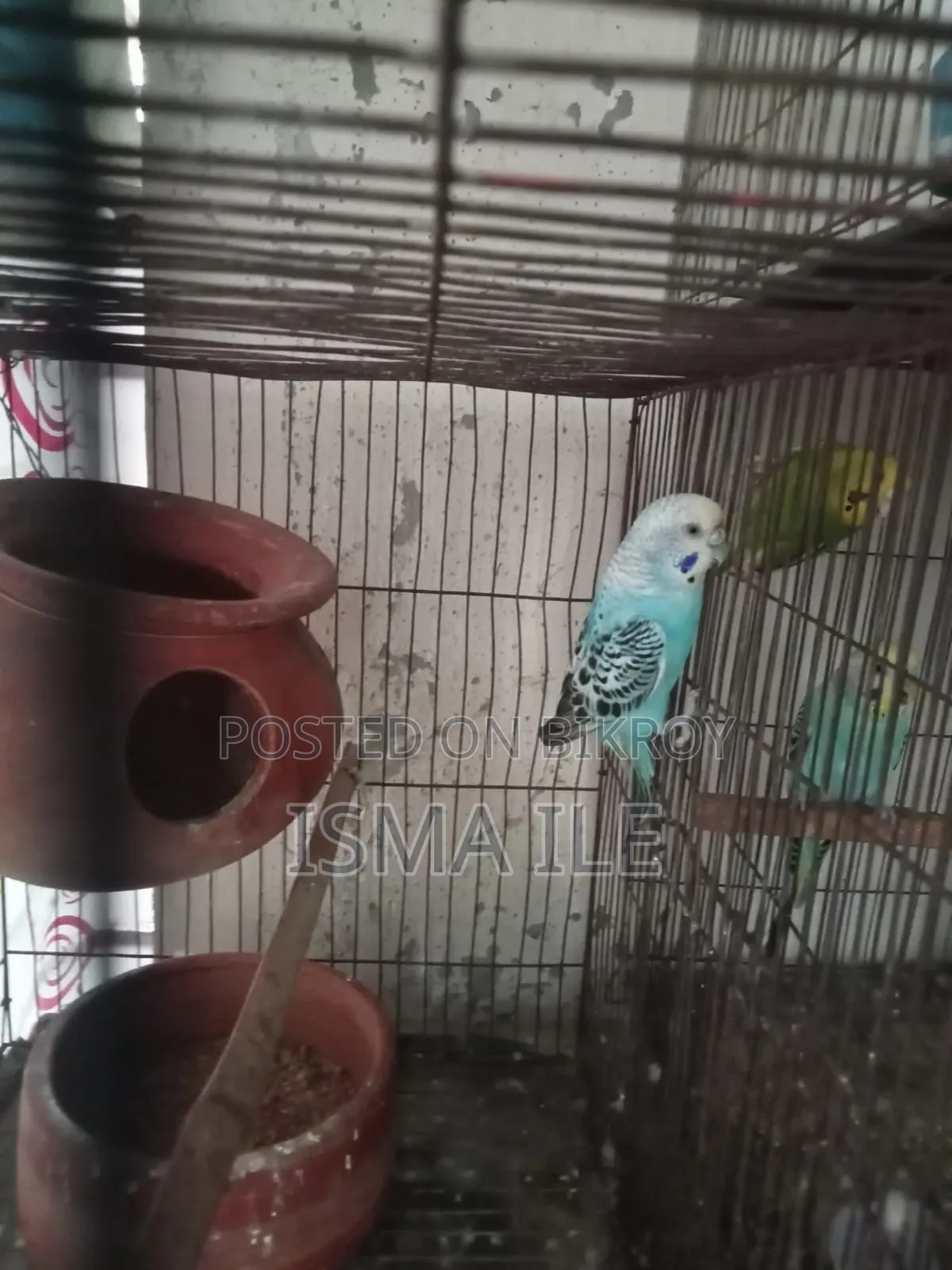 Some budgerigar birds will be sold with cages.