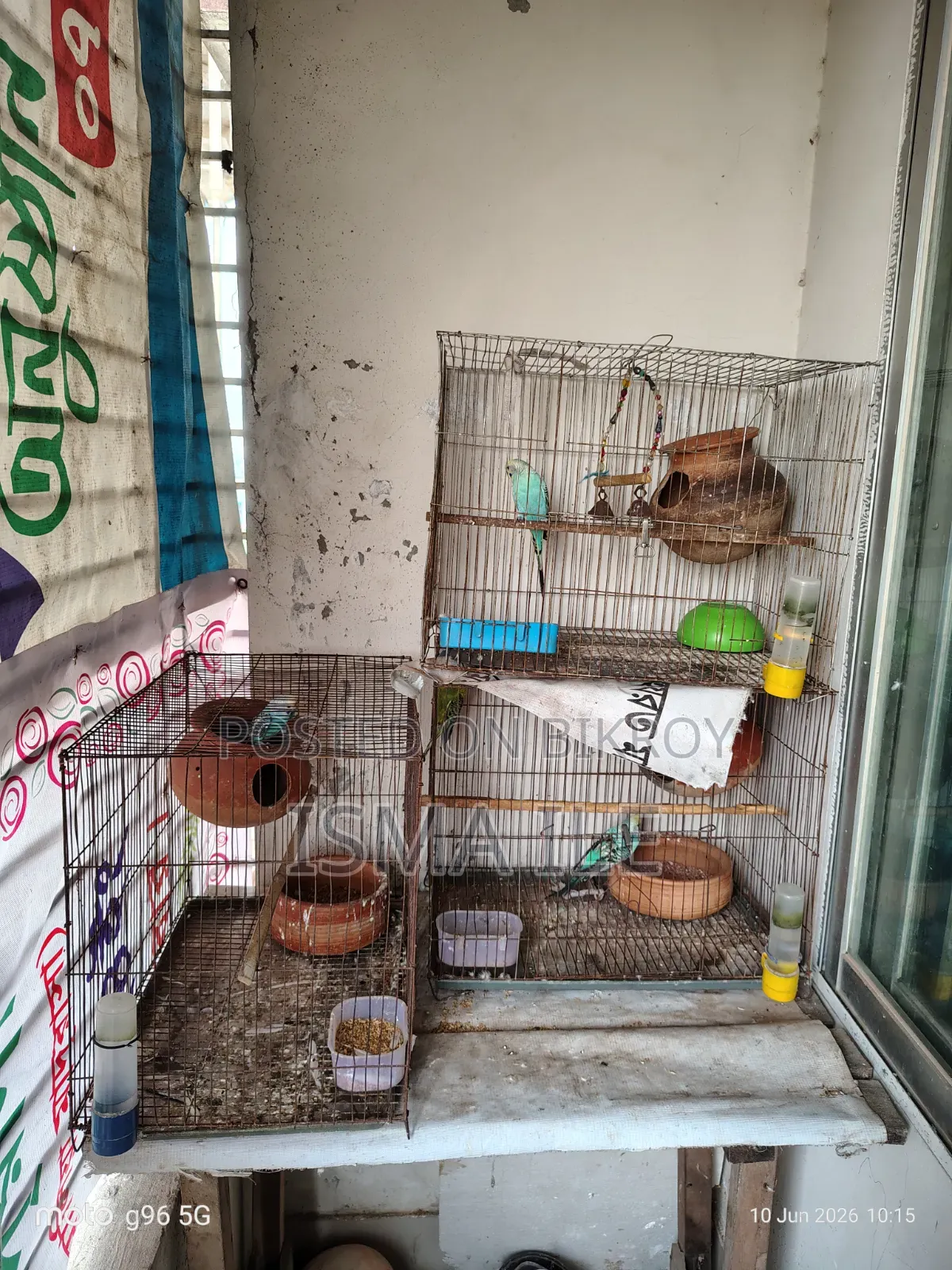 Some budgerigar birds will be sold with cages.