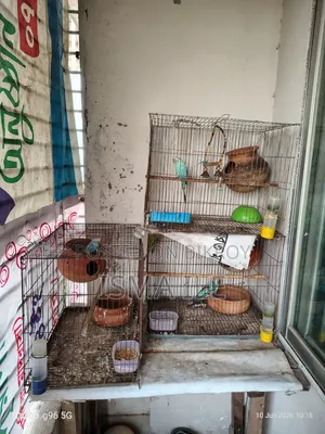 Some budgerigar birds will be sold with cages.