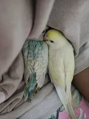 বাজরিগার বিক্রি