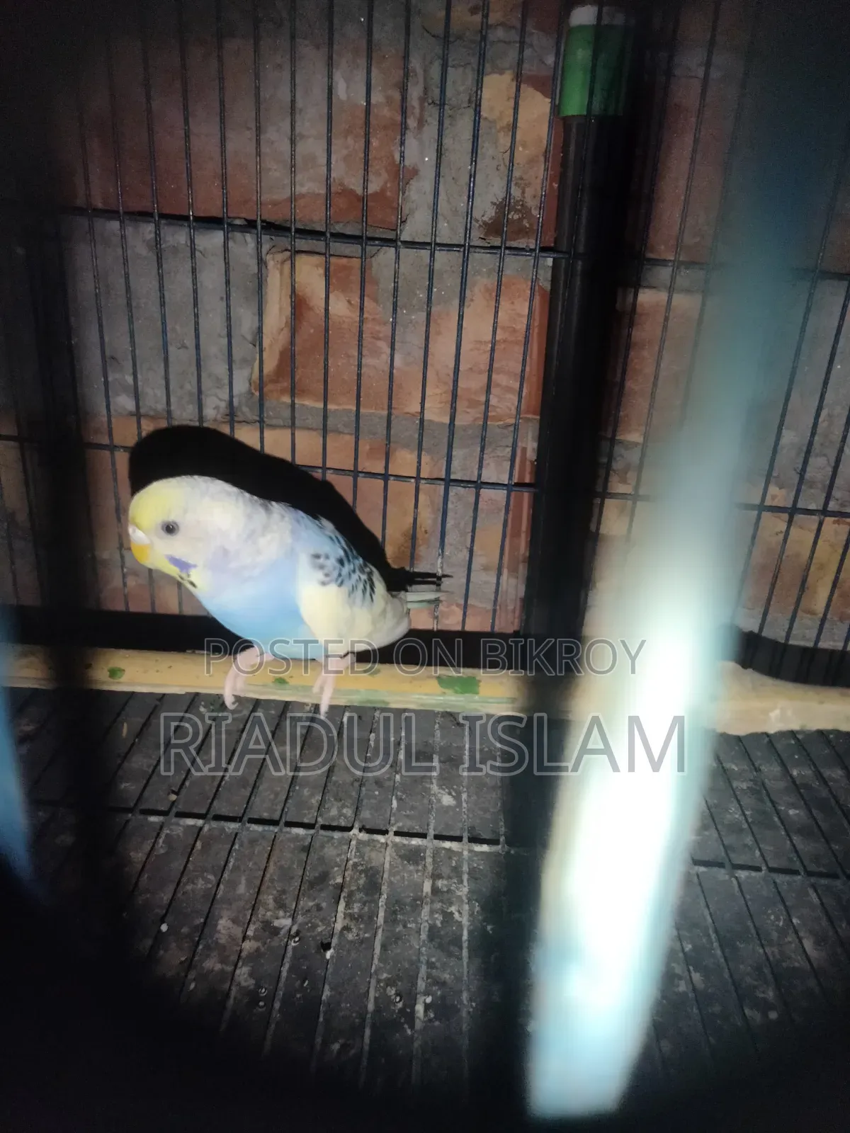বাজুরিকা পাখি