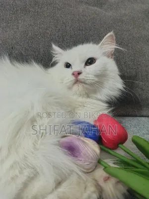 3-6 Months Female Purebred Persian