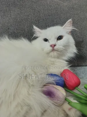 3-6 Months Female Purebred Persian