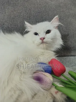 3-6 Months Female Purebred Persian