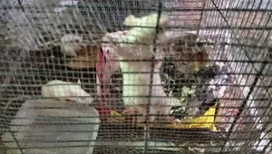 অ্যালবিনো র‍্যাট