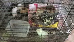 অ্যালবিনো র‍্যাট