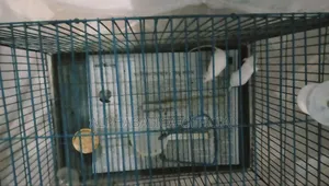 অ্যালবিনো র‍্যাট
