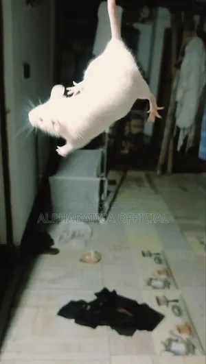 অ্যালবিনো র‍্যাট