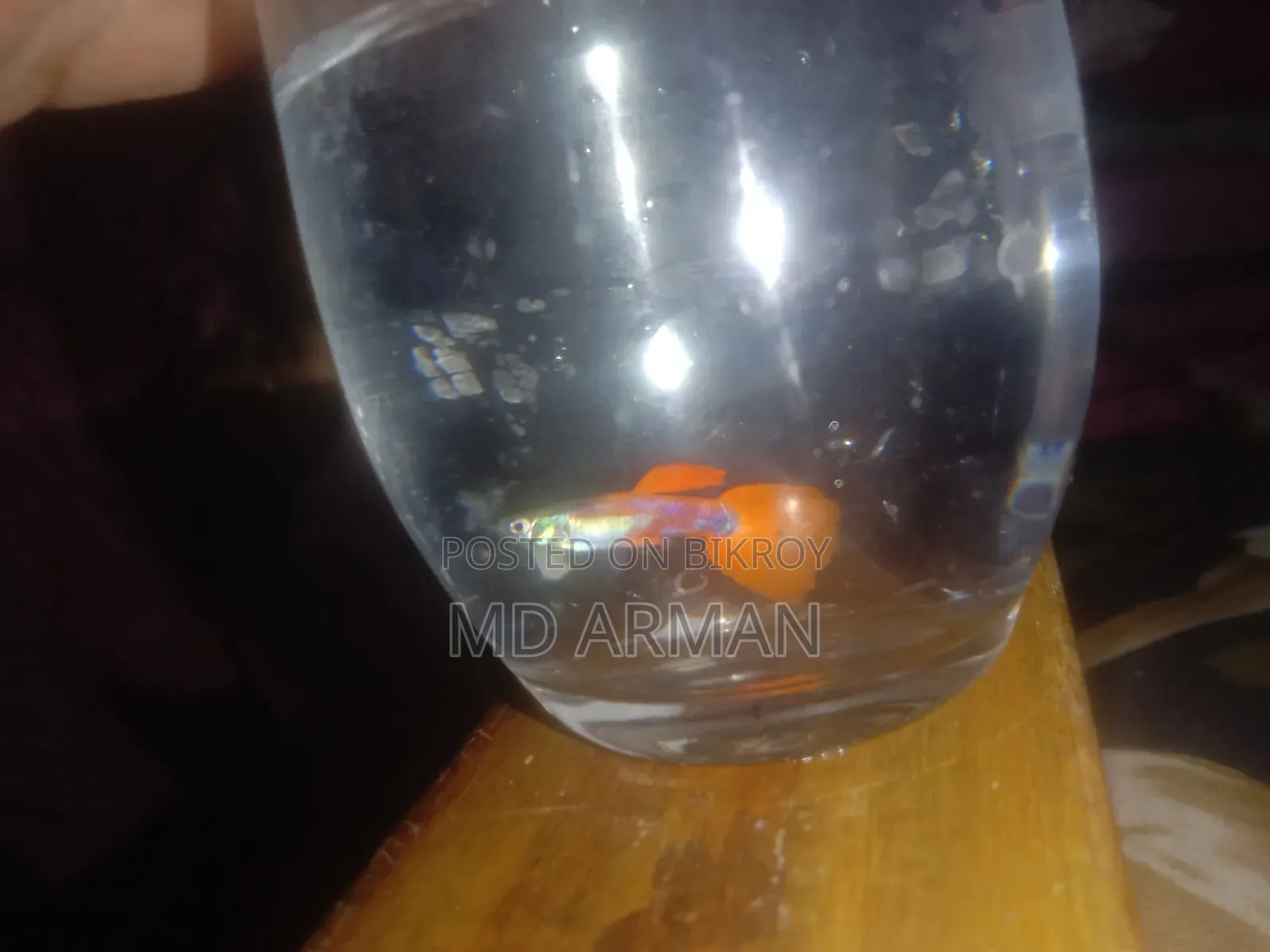 হাই কোয়ালিটি গাপ্পি ফিশ ভালো জাতের গাপ্পি মাছ