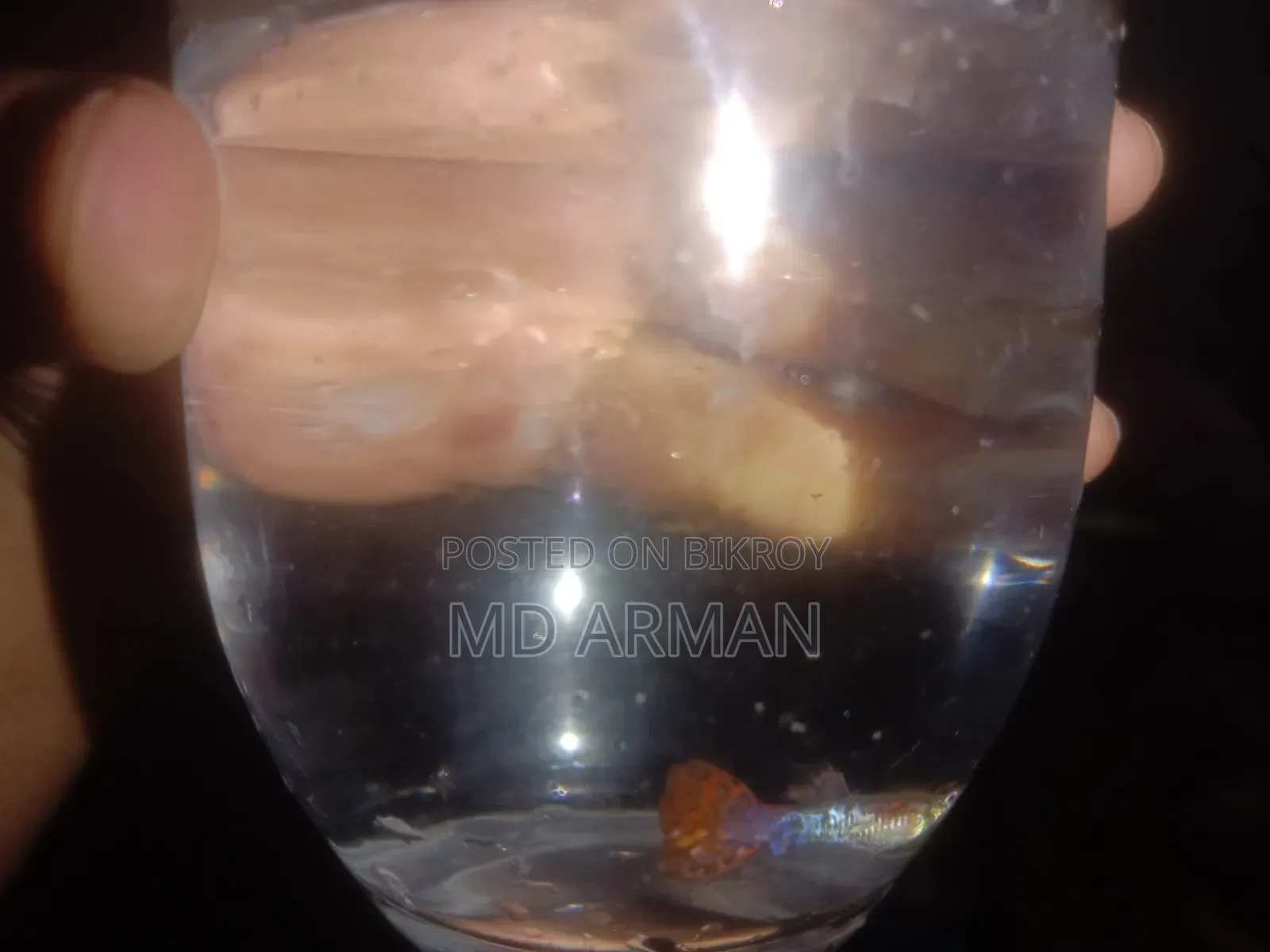 হাই কোয়ালিটি গাপ্পি ফিশ ভালো জাতের গাপ্পি মাছ