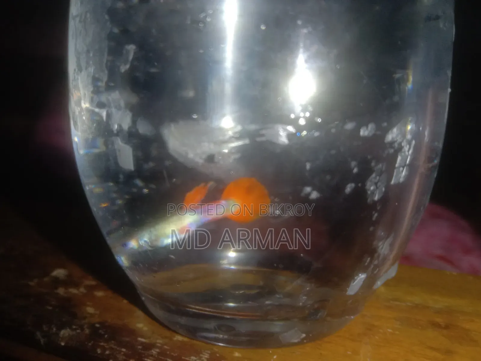 হাই কোয়ালিটি গাপ্পি ফিশ ভালো জাতের গাপ্পি মাছ