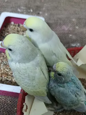 বাজরিগার বিক্রি